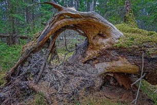 Ekeby naturreservat Rotvälta i Ekeby naturreservat.