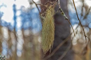 Ekeby naturreservat Skägglaven (Usnea dasypoga) är en av våra mest välkända lavar. Har försvunnit från många platser i södra och mellersta Sverige på grund av luftföroreningar och...