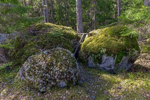 Ekeby naturreservat Stenbumlingar längs stigen i Ekeby naurreservat.