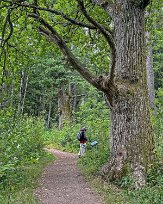 Färnebofjärdens nationalpark 
