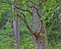Färnebofjärdens nationalpark 