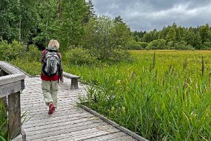 Färnebofjärdens nationalpark Myr och gräsäng längs den handikappanpassade delen av 4-kilometersslingan.