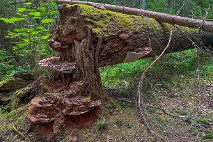 Färnebofjärdens nationalpark Platticka (Ganoderma applanatum) i Färnebofjärdens nationalpark. Plattickan blir 30–40 centimeter i diameter, har en hård, träaktig hattskorpa som först är vit,...