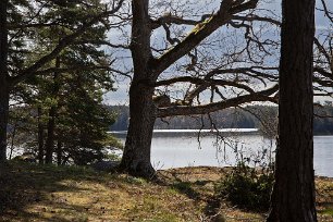 Gamla ekar I reservatets norra och södra delar växer lövträd som här ek samt rönn, asp och björk.