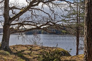 Gamla ekar I reservatets norra och södra delar växer lövträd som här ek samt rönn, asp och björk.