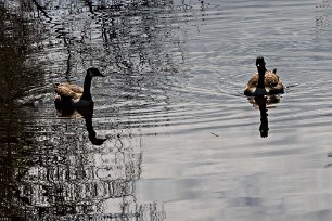 Kanadagäss Kanadagäss i sundet vid Lagnö.