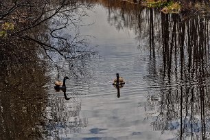 Kanadagäss Kanadagäss i sundet vid Lagnö.