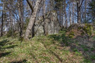Vitsippsfält Vitsipporna börjar breda ut sig mellan träden.