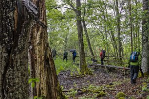 Sörfjärdens naturreservat Blöt spånggång i naturreservatet.
