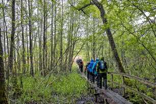 Sörfjärdens naturreservat Blöt spånggång ut i vasshavet.