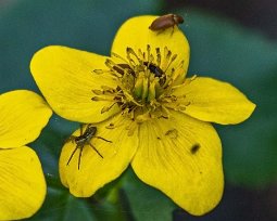 Kabbeleka Baggar i Kabbeleka (Caltha palustris).