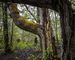Sörfjärdens naturreservat