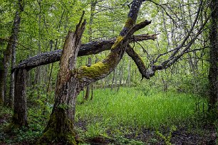 Sörfjärdens naturreservat