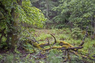 Sörfjärdens naturreservat Gammal lind i Söderfjärdens naturreservat.