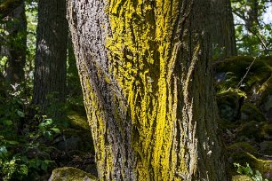 Gulmjöl Lind med gulmjöl (Chrysothrix candelaris).
