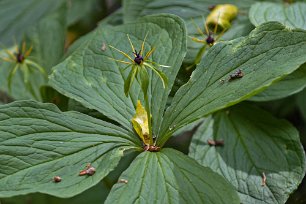 Ormbär Ormbär (Paris quadrifolia) blommar i maj–juni med en grönaktig blomma som sitter ensam i toppen av stjälken. Frukten är ett runt, svartblått och blådaggigt bär,...