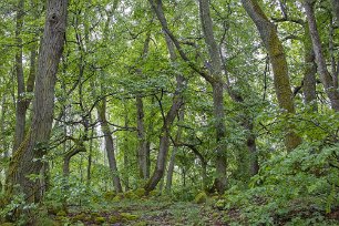 Sörfjärdens naturreservat Mossbelupna stenar och träd.