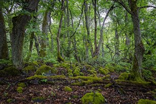 Sörfjärdens naturreservat