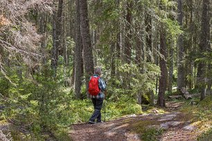 Flacka berghällar Halvvägs på vandringsleden går berghällar i dagen och knotiga tallar, ljung, blåbär och lingon ramar in på de flacka hällarna.
