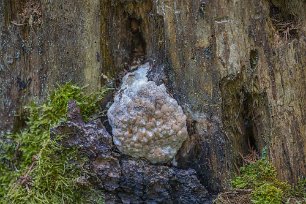 Klibbticka Början på en klibbticka (Fomitopsis pinicola) på gran längs stigen i Fiby urskog.