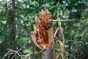 Knäckt gran I Fiby urskog finns träd i alla livsskeden, från små späda plantor till döda nästan förmultnade stammar.