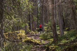 Knagglig stig Rötter och stenar gör leden bitvis ganska svårframkomlig, men det är mödan värt att uppleva urskogen.