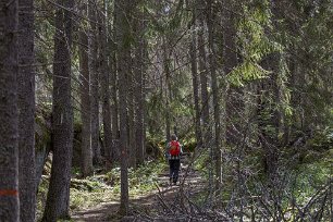 Många döda granar Rader av döda granar vittnar om granbarkborrens omfattande skador.