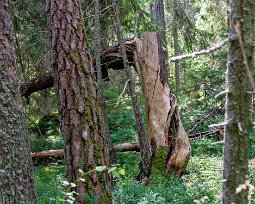 Stormvriden gran Ännu en vindfälld gran i urskogen.