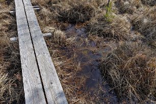 Gällsjömossens naturreservat Spänger gör att man nästan alltid kan gå torrskodd även över en blöt mosse.