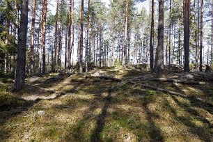 Gällsjömossens naturreservat Utmärkande för hela området är den höga åldern på skogen, samt den karaktäristiska mosaiken av skog och myr.