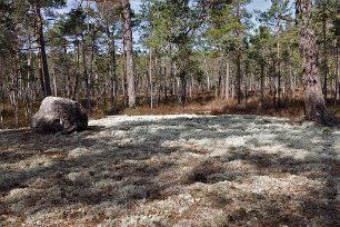 Gällsjömossens naturreservat Vackra moss-och lavbeklädda hällmarker.