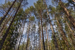 Månghundraåriga tallar I tallskogen i norra delen av naturreservatet finns det träd som är flera hundra år gamla.