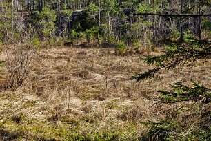 Myrmarker Vi passerar myrar, som tidvis är ganska blöta.