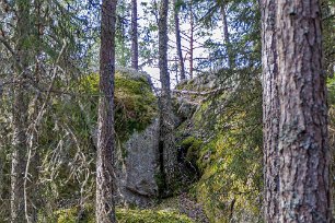 Gällsjömossens naturreservat Obekväm växtplats. En tall klämmer sig in bergsskrevan.