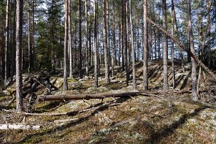 Gällsjömossens naturreservat Plocke-pinn: många ovanliga arter som är beroende av gamla träd och död ved har hittats i området, exempelvis svampar som växer direkt på försvagade eller döda...