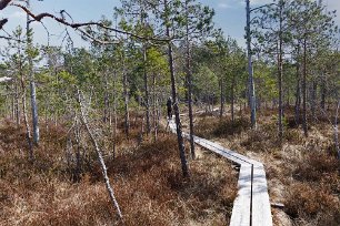Gällsjömossens naturreservat Vandrar man rakt söderut från skvattrammossen passeras ett gruvområde och ett par av de tidvis ganska blöta myrarna