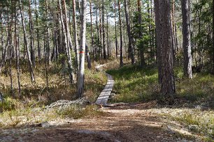 Gällsjömossens naturreservat Spänger gör att man nästan alltid kan gå torrskodd