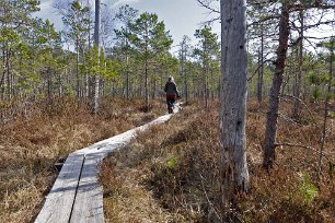 Gällsjömossens naturreservat Spånggång på skvattrammossen.