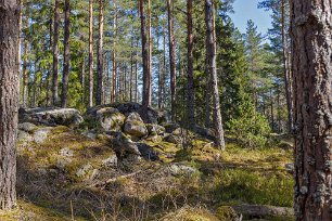 Gällsjömossens naturreservat Vacker samling av stenbumlingar längs leden.
