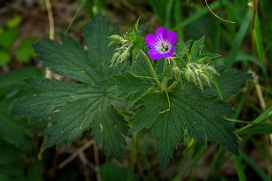 Midsommarblomster Skogsnäva eller midsommarblomster (Geranium sylvaticum) i Gorsingeholm.