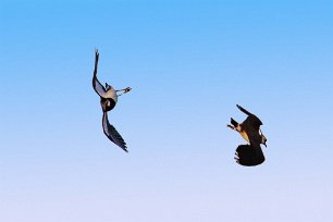 Tosvipa Akrobatisk flygningav tofsvipa över Lötfälten.