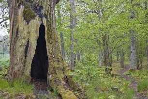 Gorsingelund