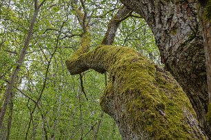 Gorsingelund