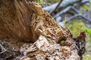 Tyskgeting Tyskgeting i Gorsingelund troligen samlande bomaterial. Tyskgeting (Vespula germanica) hör till underfamiljen sociala getingar vilka bildar samhällen med...