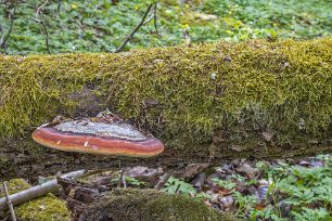 Gorsingelund Klibbticka (Fomitopsis Pinicola). På de gamla träden finns också vedsvampar som platticka, oxtungsvamp, svavelticka, hasselticka och blekticka.