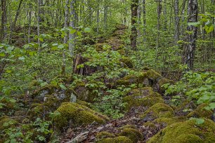 Gorsingelund Stenmur i Gorsingelund. Lunden har sitt ursprung i en ek- och lindhage som efter år av igenväxning fått höga värden knutna till trädskiktet och till...
