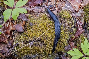 Gorsingelund Gråsvart kölsnigel (Limax cinereoniger) är normalt enfärgad svart eller grå med en en lång ljusare