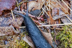 Gorsingelund Gråsvart kölsnigel (Limax cinereoniger) är normalt enfärgad svart eller grå med en en lång ljusare
