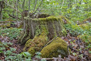 Gorsingelund Stubbe i Gorsingelund