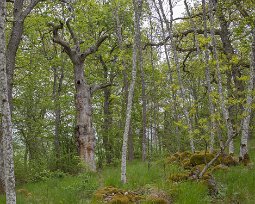 Gorsingelund